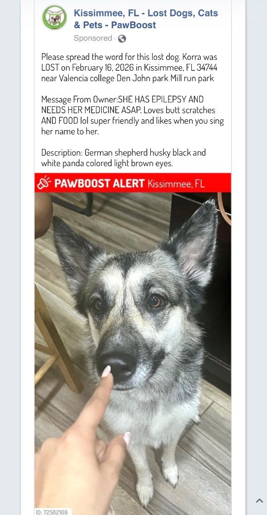 Korra, lost dog, German shepherd husky