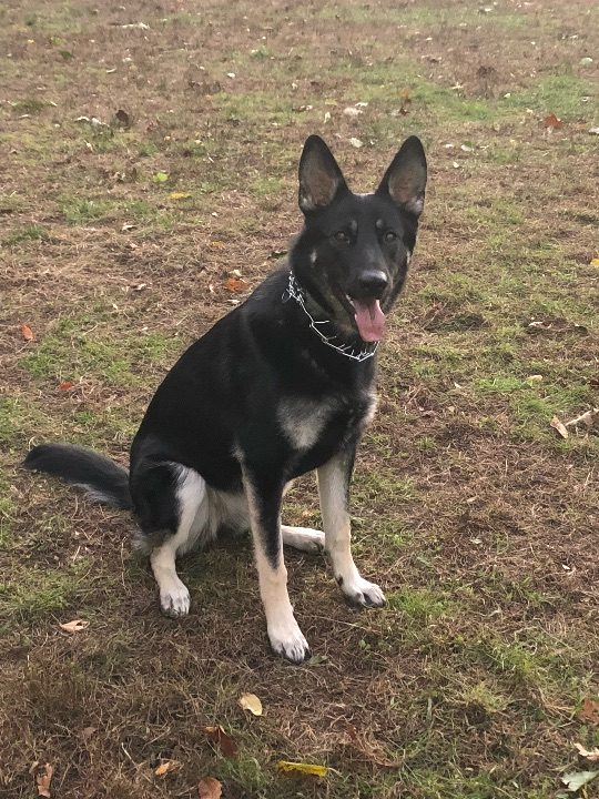 Lola, lost dog, German shepherd