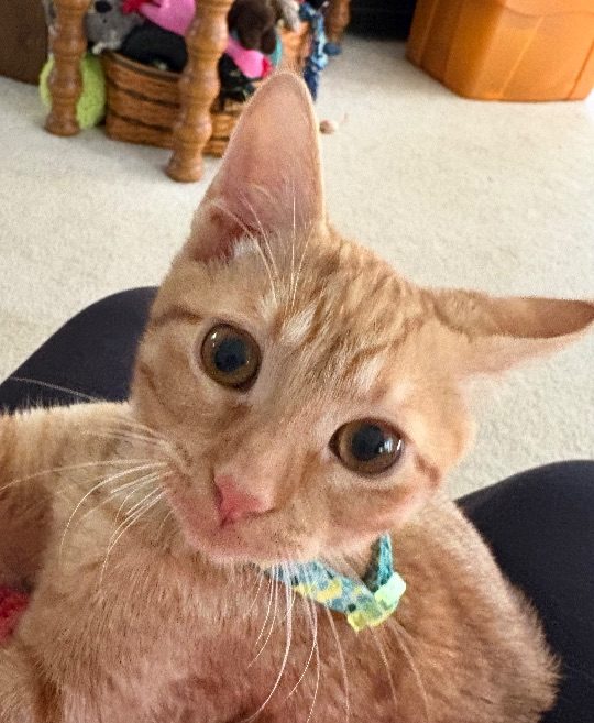 Blaze, lost cat, Orange kitten