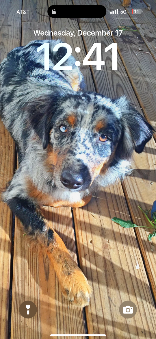 Pepper, lost dog, Australian Shepherd