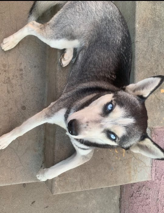 Sky, lost dog, Husky