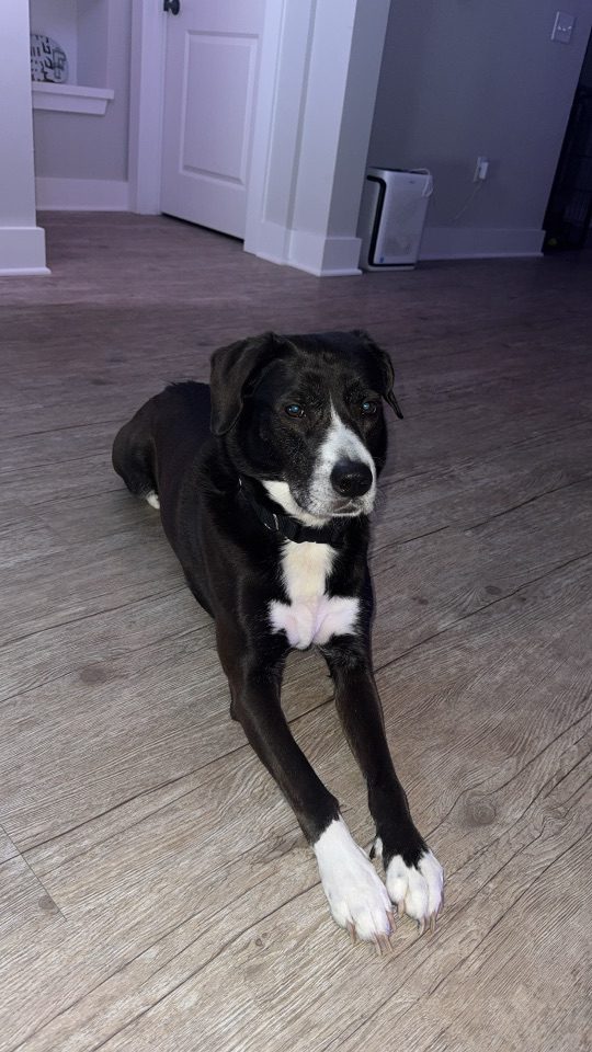 Genos, lost dog, Husky, Lab, Pit Mix