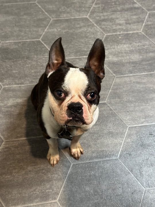Loki, lost dog, Boston terrier