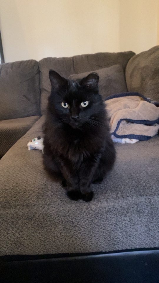 Stormy, lost cat, Domestic longhair