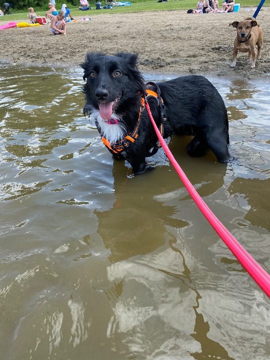 Lily, lost dog, Collie mix