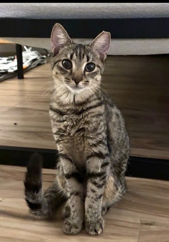 Sadie, lost cat, Domestic Short hair