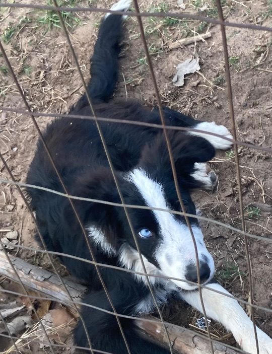 Leo, lost dog, Border Collie
