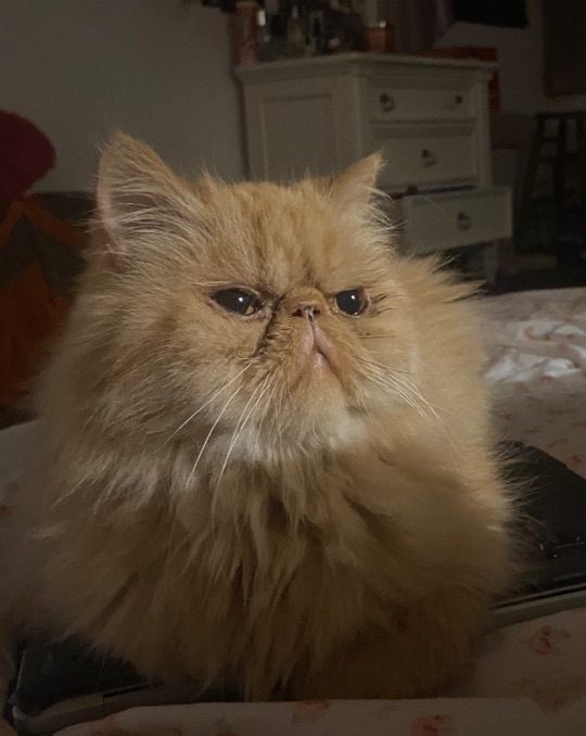 Baby, lost cat, persian