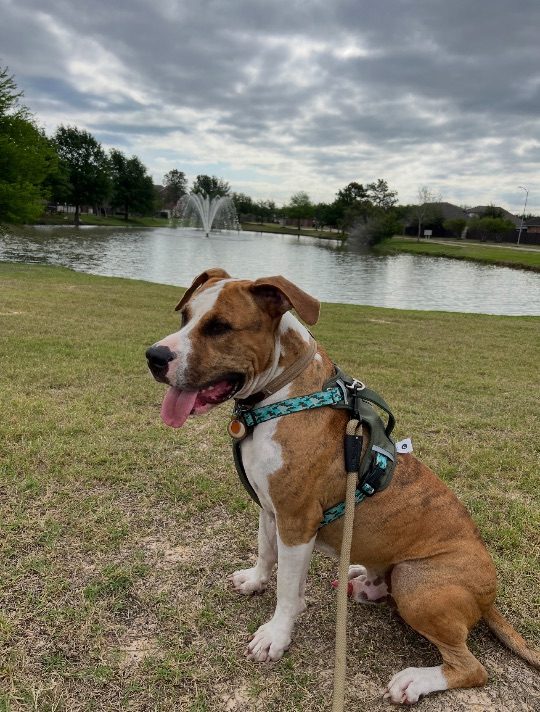 Loki, lost dog, Mixed Lab