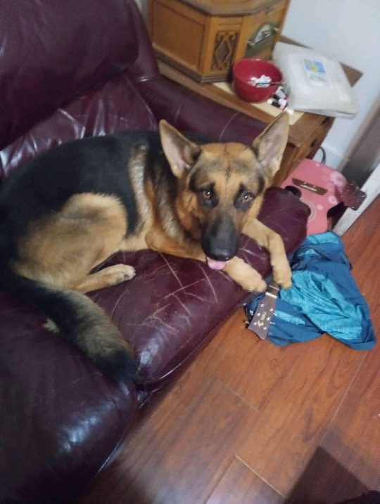 Zeus, lost dog, German Shepard