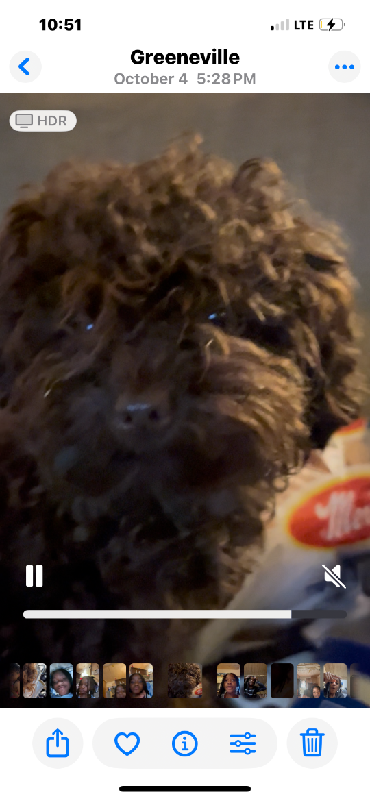 Louis, lost dog, Poodle