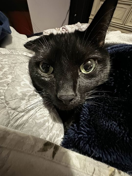 Ban/Bon Bon, lost cat, Black Shorthair