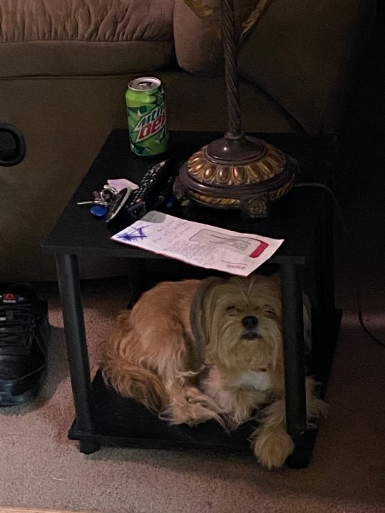 Gizmo, lost dog, Lhaso Aspo