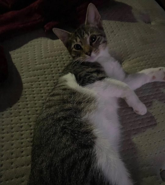 Zion, lost cat, Tabby