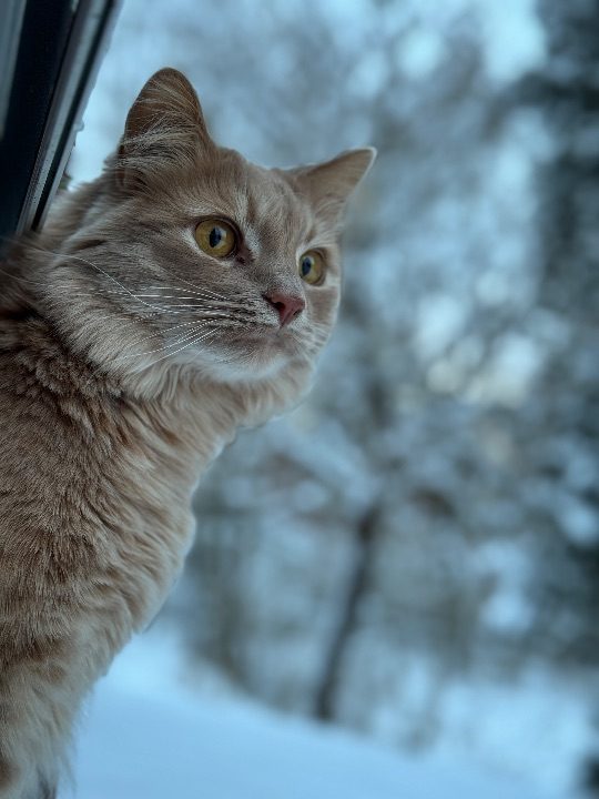 Prince, lost cat, Domestic long hair
