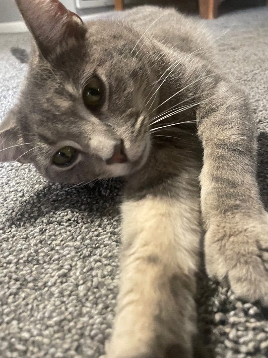 Charlee, lost cat, DSH
