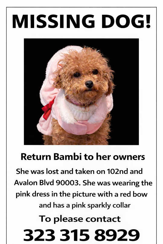 BAMBI, lost dog, Mini Maltipoo