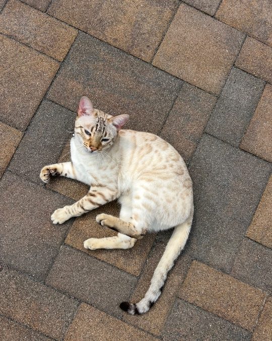 Samson, lost cat, bengal