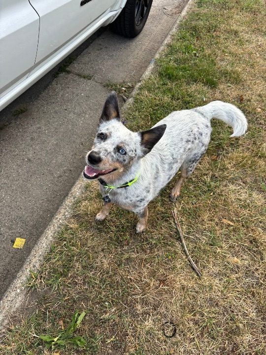 Raya, lost dog, Australian Cattle dog