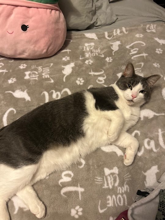 Leroy, lost cat, Domestic Shorthair