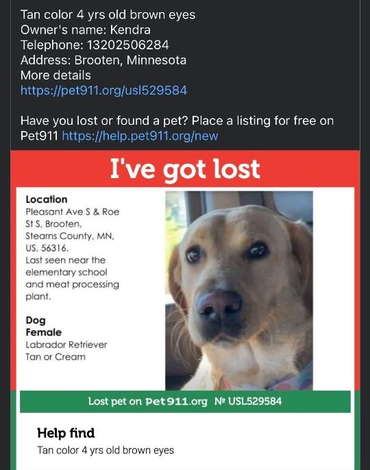 Maddie, lost dog, Labrador Retriever
