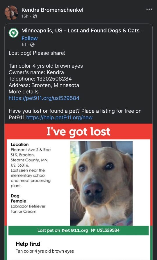 Maddie, lost dog, Labrador Retriever