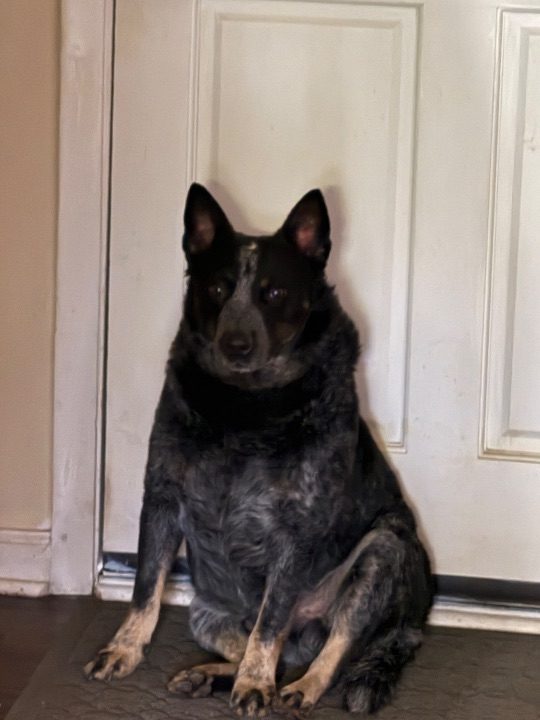 Cooper, lost dog, Australian Cattle Dog