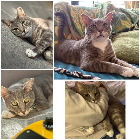 Axel, lost cat, Domestic shorthair