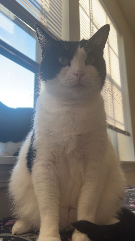 Minerva, lost cat, Tuxedo