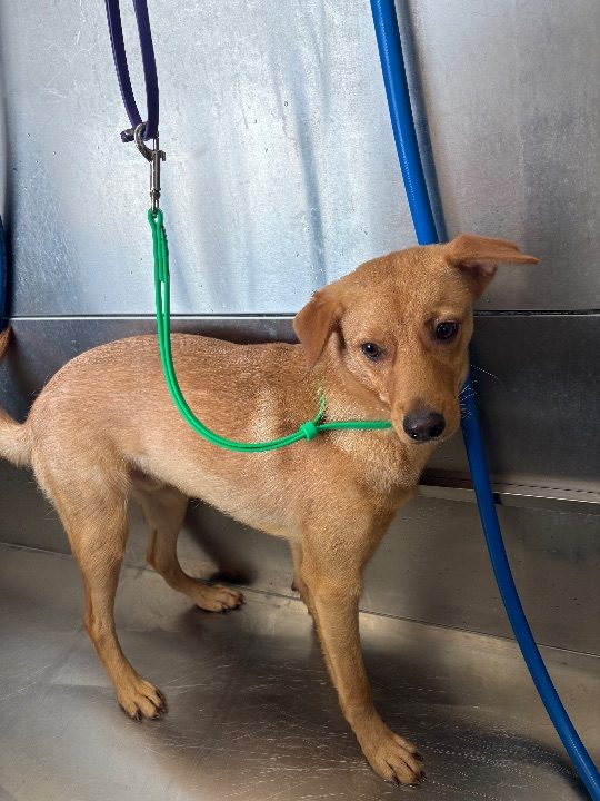 Denji, lost dog, Retriever