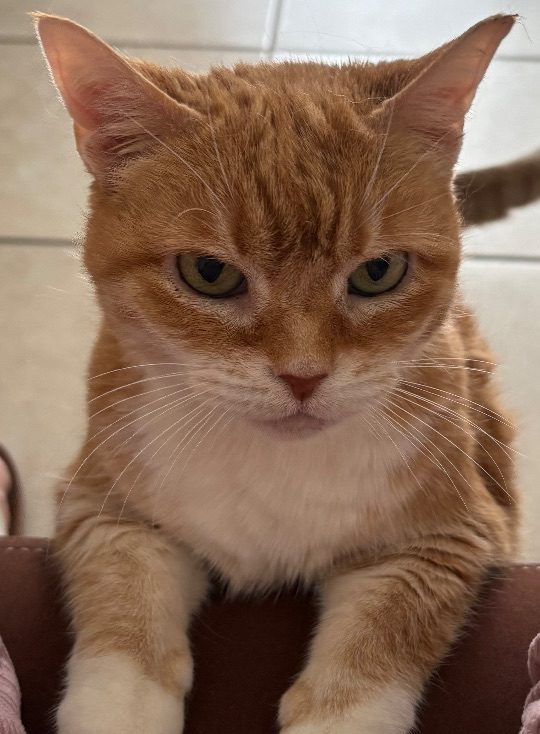 Scarlett, lost cat, N/A