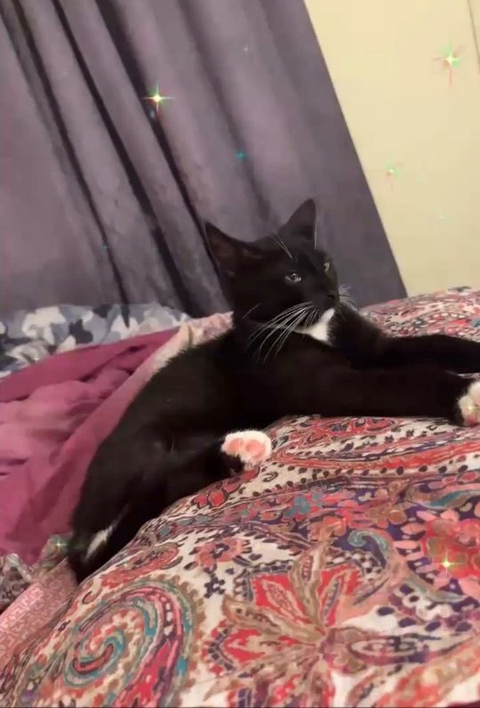 Kashy, lost cat, Domestic Shorthair