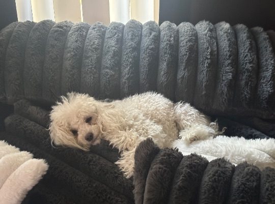 Tanya, lost dog, Poodle