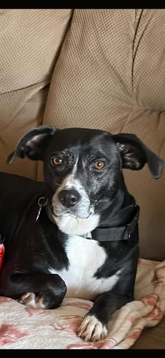 Shirley, lost dog, Mixed
