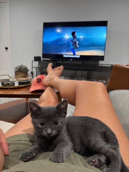 Smalls Mcclenehan, lost cat, Kitten