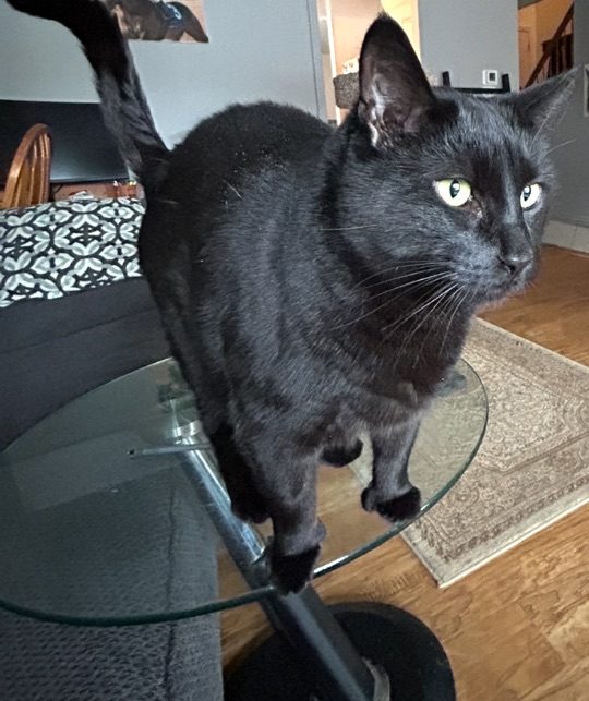 Blacky, lost cat, Black