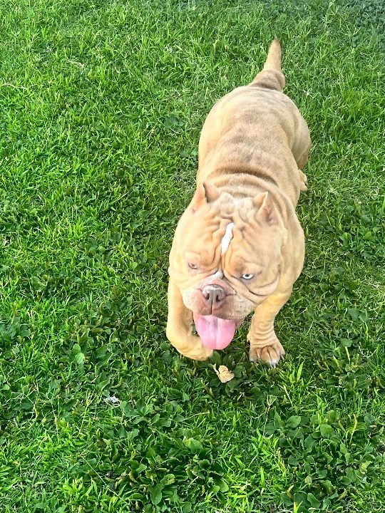 Blu, lost dog, Bulldog