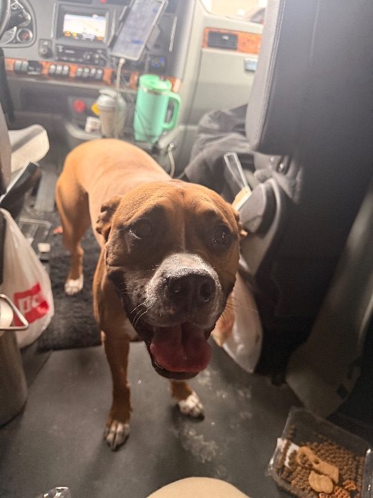 Mocha, lost dog, Boxer Pit