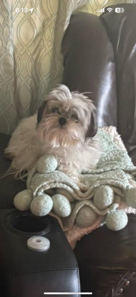 Oreo, lost dog, shi tzu