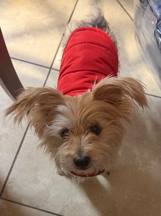 Rayley, lost dog, Yorkie
