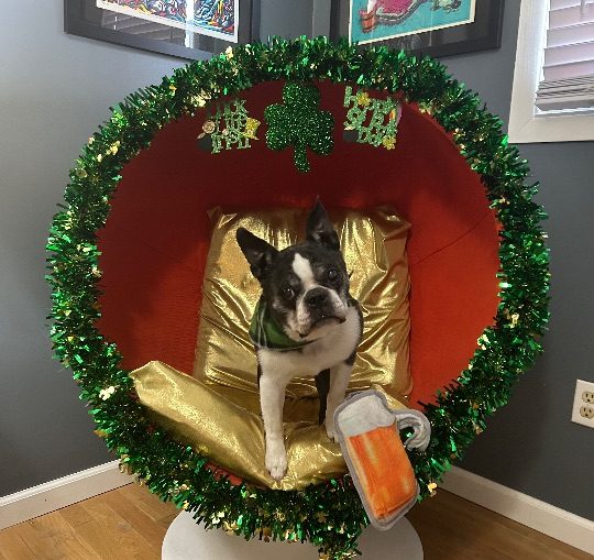 Mr. Biggs, lost dog, Boston