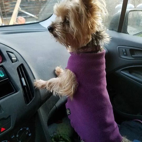 Junie, lost dog, Yorkshire Terrier