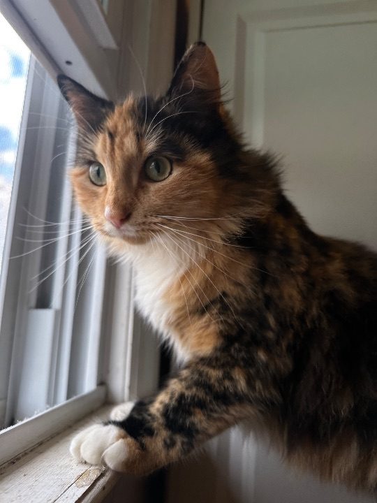 Simba, lost cat, Unsure