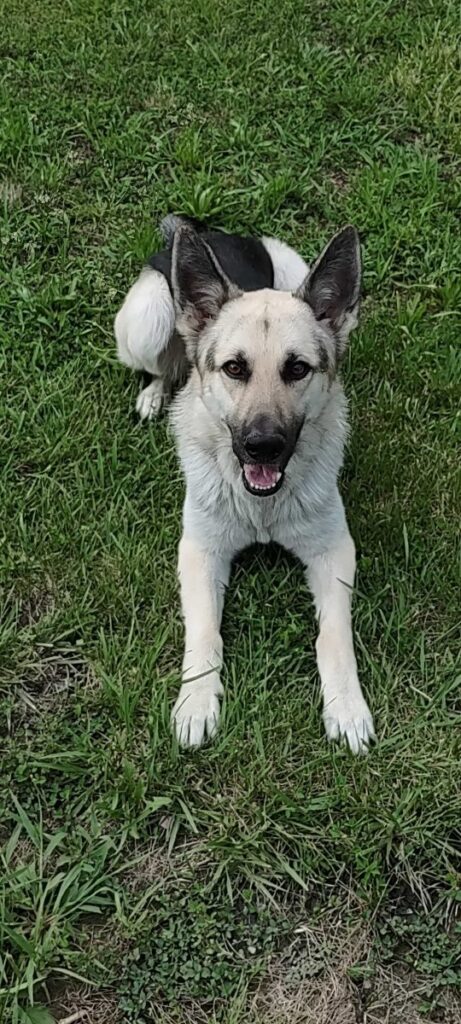 Kenai, lost dog, German Shepherd