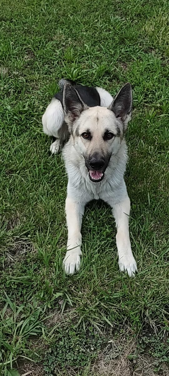 Kenai, lost dog, German Shepherd
