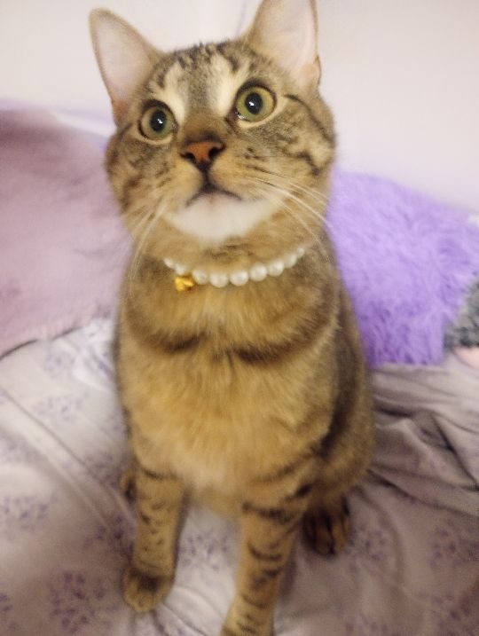 Cookie, lost cat, Domestic short hair