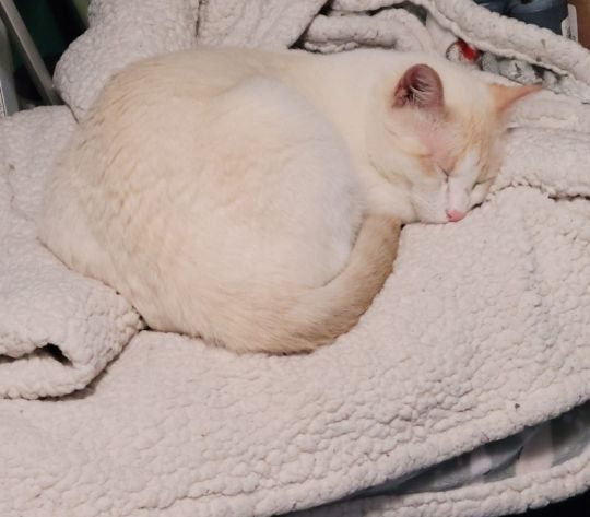 Hermes, lost cat, Siamese
