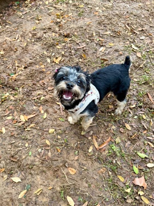 Kyng, lost dog, Shorkie