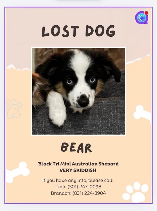 Bear, lost dog, Miniature Australian Shepherd