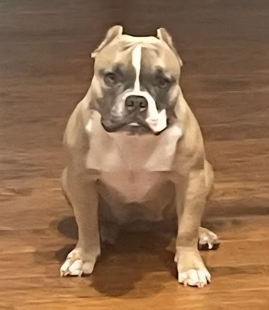 Scottie, lost dog, Bulldog mix